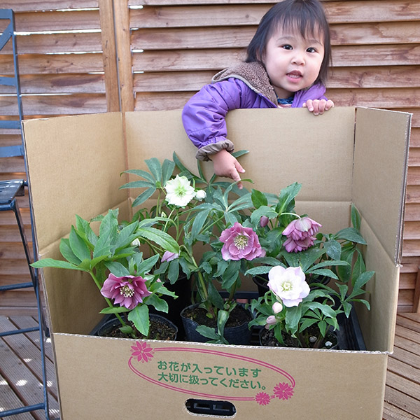 楽天市場】クリスマスローズ ダブル開花株 5株のお任せMIX福袋 送料