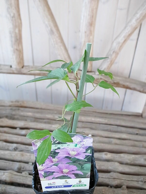 楽天市場】クレマチス かぐや 3.5号苗 耐寒性つる性宿根草 3年苗 系統