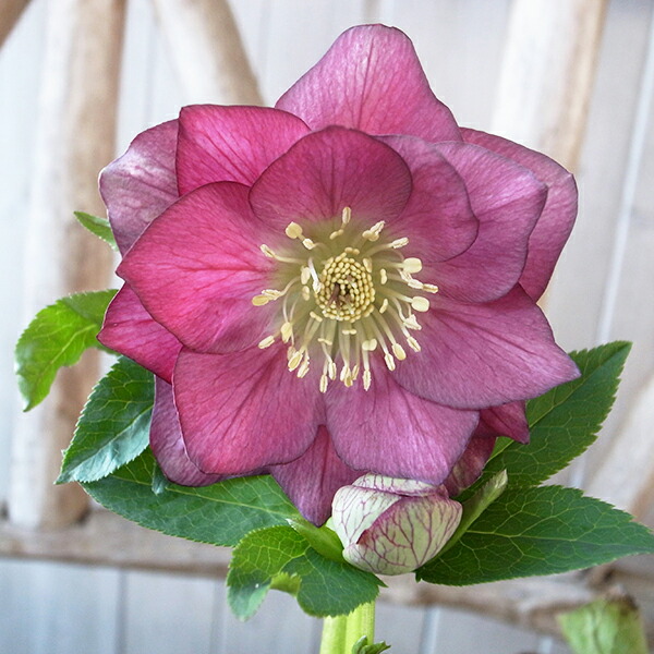 楽天市場】クリスマスローズ ダブル 開花株 レッドグラデーション 5号