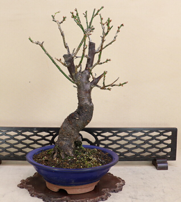 楽天市場】花梅 - 貴山 - （白 八重咲） 貴風サイズ盆栽 【いよじ園