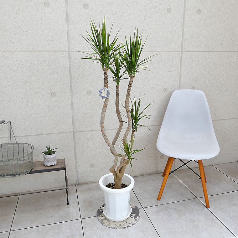 ドラセナ・コンシンネ 「龍」仕立て 8号鉢 観葉植物と植木鉢の専門店