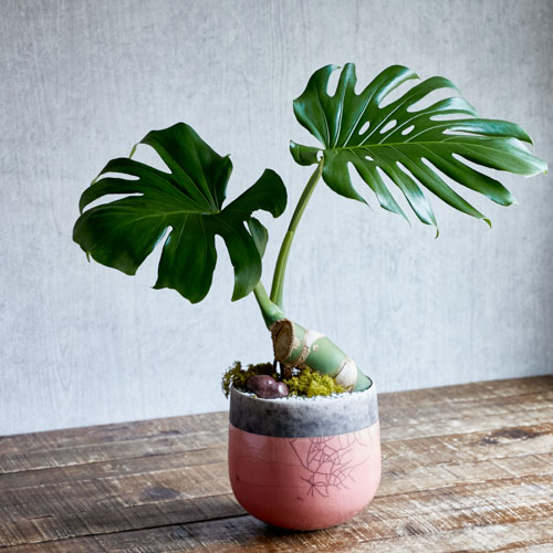 Domani/MINSK(ミンスク)16 Pearl White 3号鉢用 | 青山フラワー