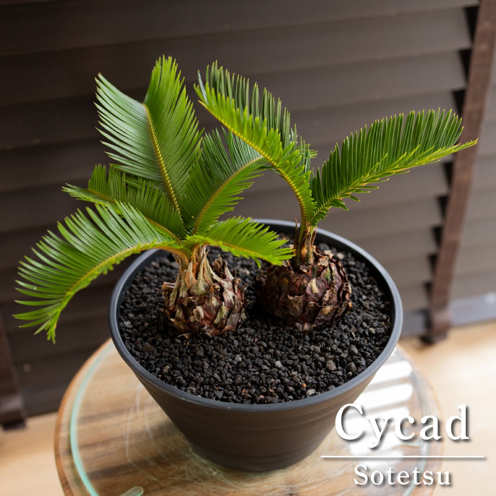 434cfd79c44efae6c759c5856555a1