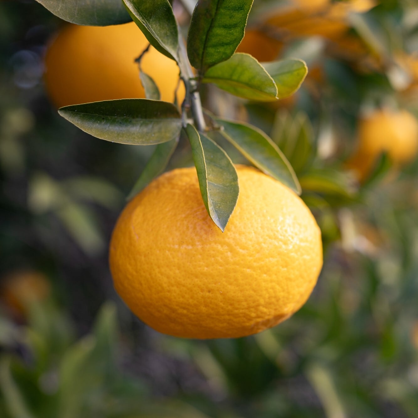 夏柑葛餅9個入 | 葉山 日影茶屋オンライン