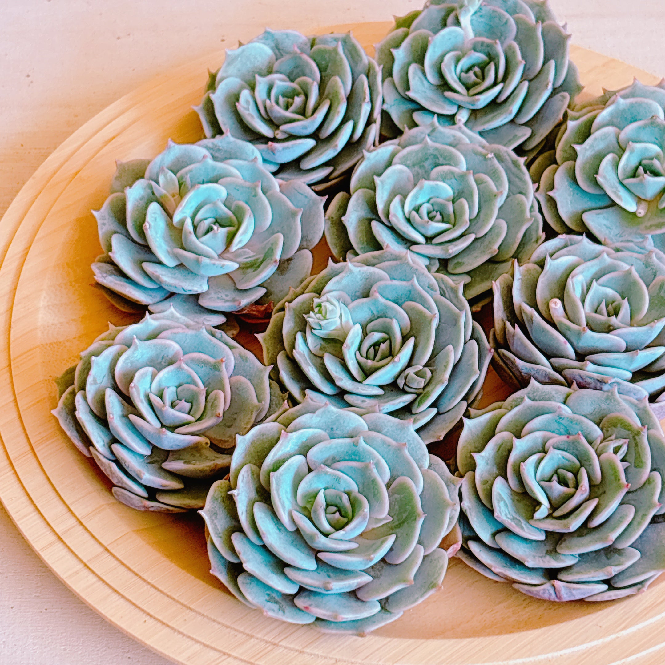 ピンクバタフライ A品 カット苗 – Bull Succulent