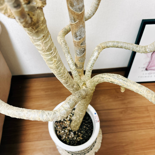 現品］ドラセナ コンシンネ 龍 曲がり 8号 観葉植物 大型 室内 プラ鉢