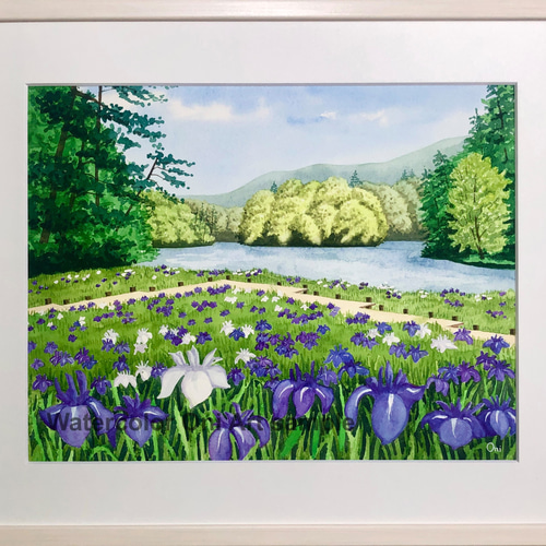 カキツバタの咲く水辺」透明水彩画 原画 風景画 額縁付 F6サイズ 絵画