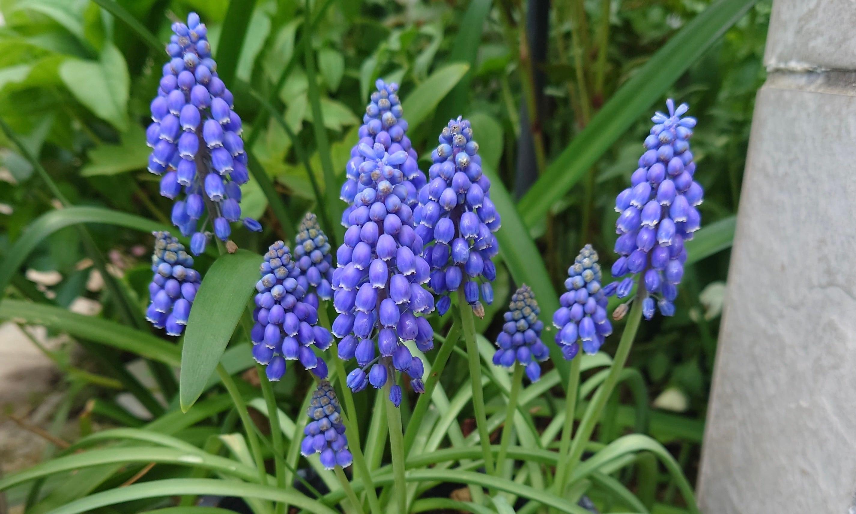 紫の花一覧】春夏秋冬でわけて名前と画像を見てみよう