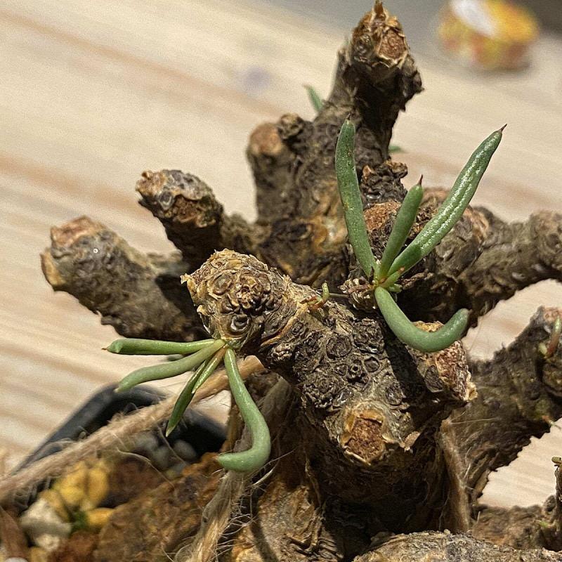 45日目】チレコドン・ペアルソニー Tylecodon pearsonii 現地株の発根管理