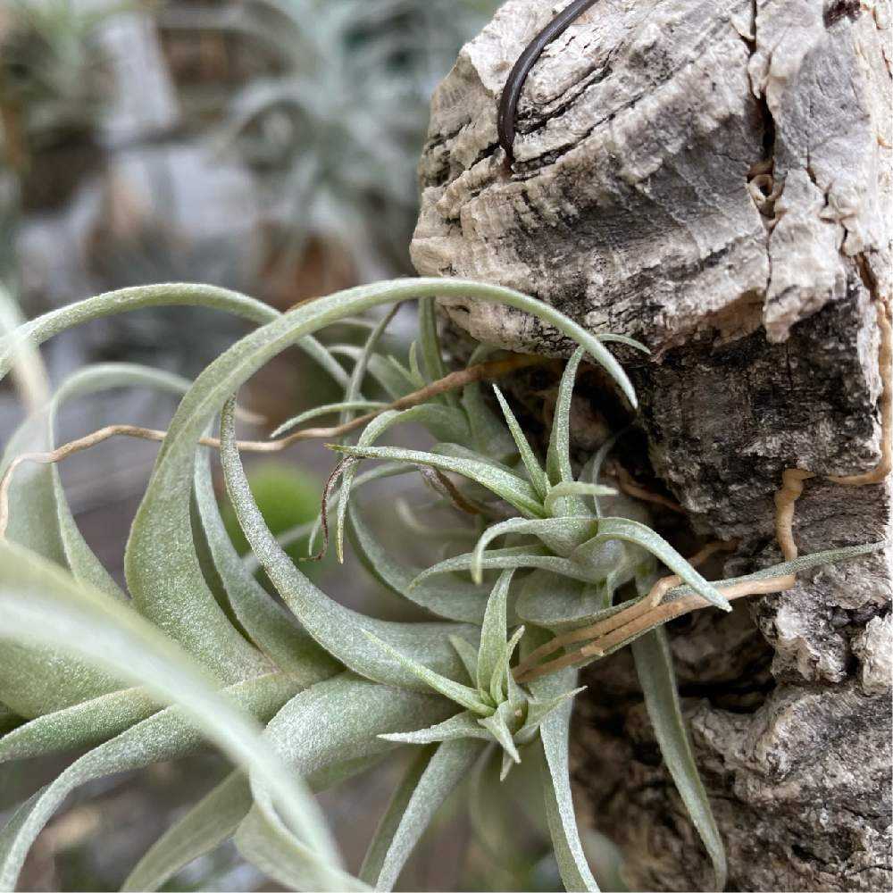 ナナの成長記録｜🍀GreenSnap（グリーンスナップ）