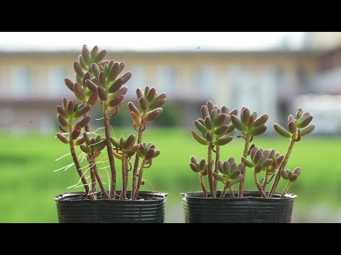433 [To keep succulents from dying] This is the solution. A safe