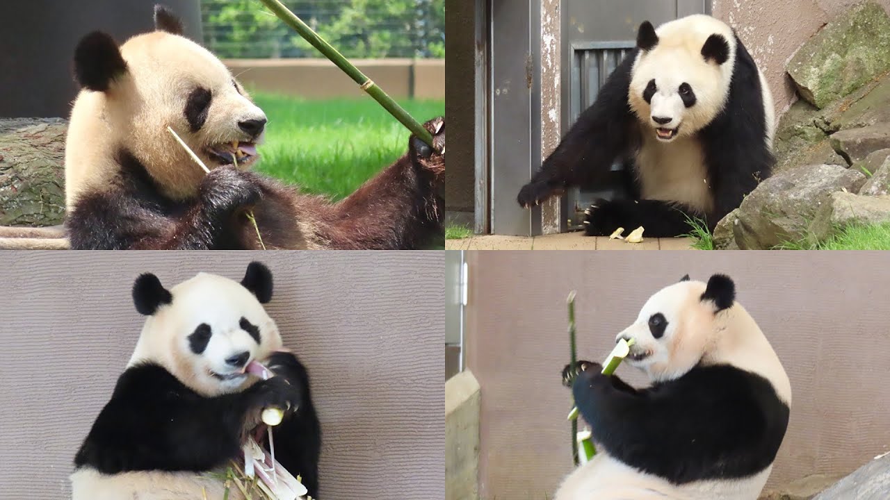 ありがとう浜家のパンダたち】良浜・結浜・彩浜・楓浜 食事・活動