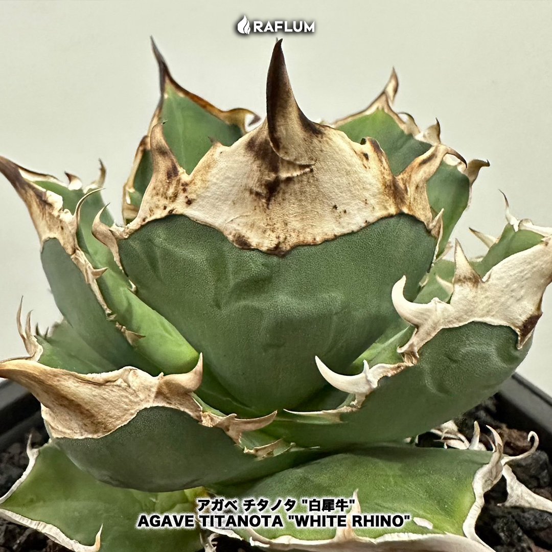 アガベ チタノタ 