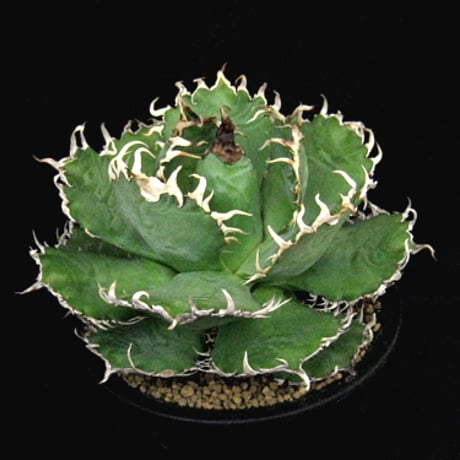 チタノタフィリグリー | STORES