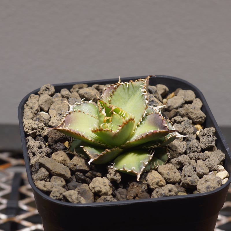 アガベ チタノタ フィリグリー /fg-01 | アガベ専門店 モンスターハウス