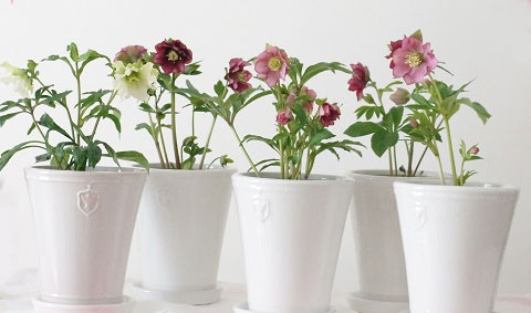 園芸ネット本店｜クリスマスローズ専用鉢：Rose de Noel Parfaite