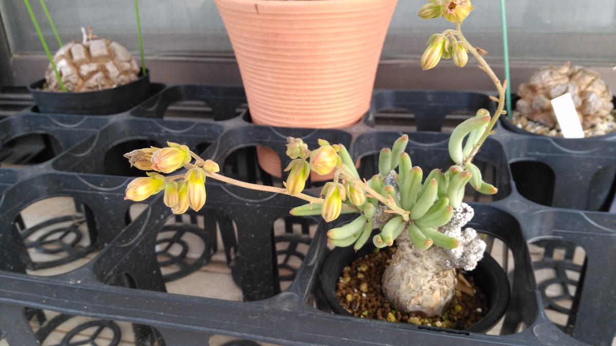 チレコドン・ペアルソニー、開花｜園芸日記by芋焼酎｜みんなの趣味の