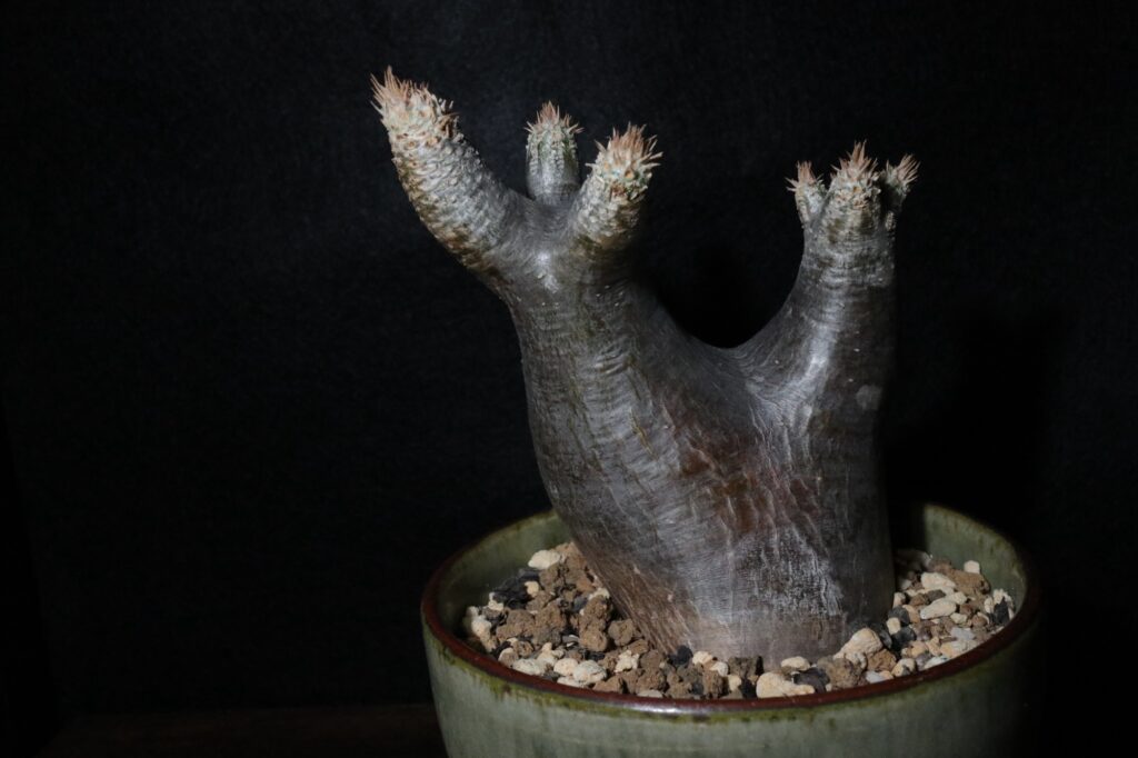 2024年春】パキポディウムイノピナツムの成長記録 | ぷらこっぷの植物