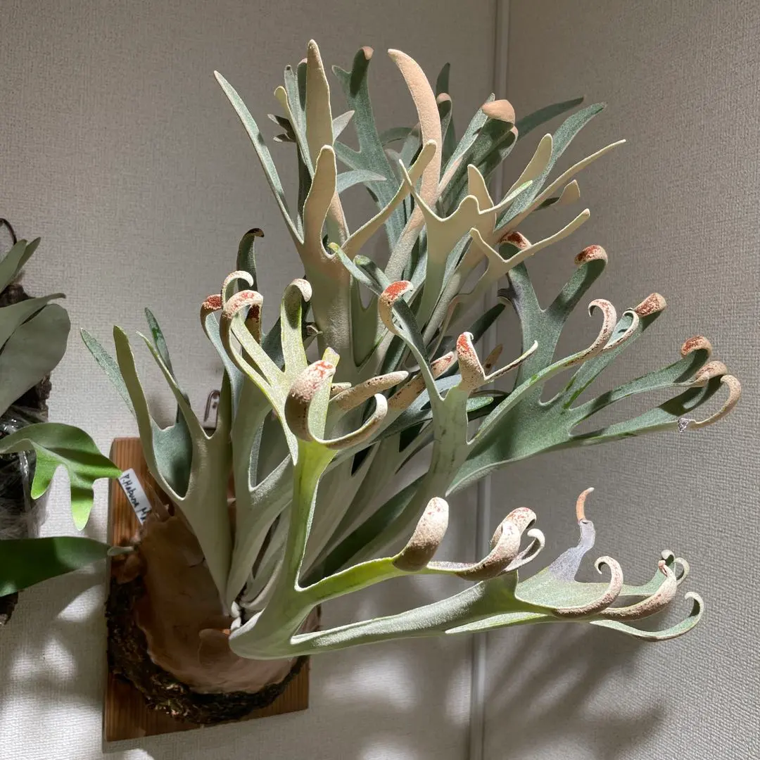 2026年最新】ハクナマタタ ビカクシダの人気アイテム - メルカリ