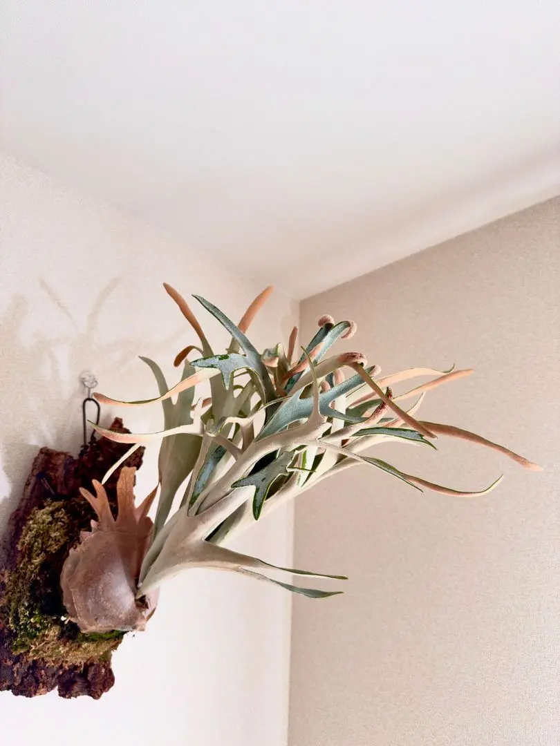 2026年最新】ハクナマタタ ビカクシダの人気アイテム - メルカリ