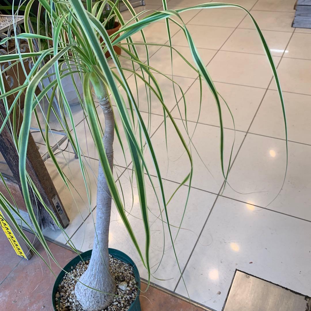 希少 斑入 トックリラン ノリナ ポニーテール 2