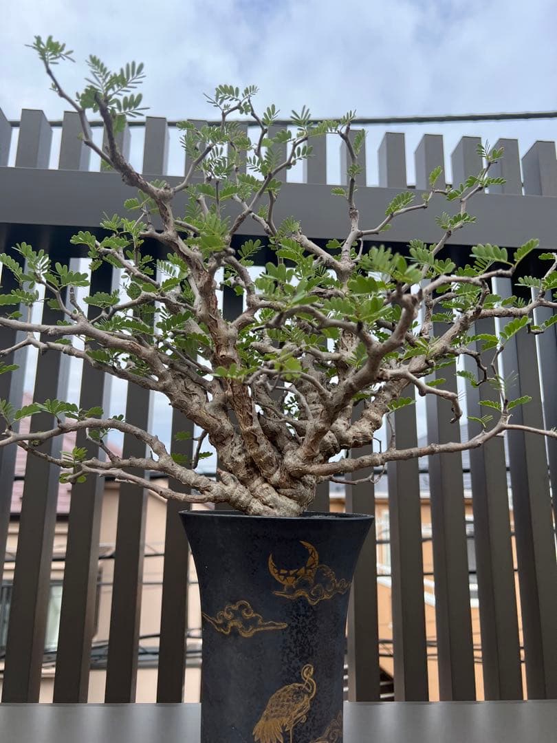 センナメリディオナリス