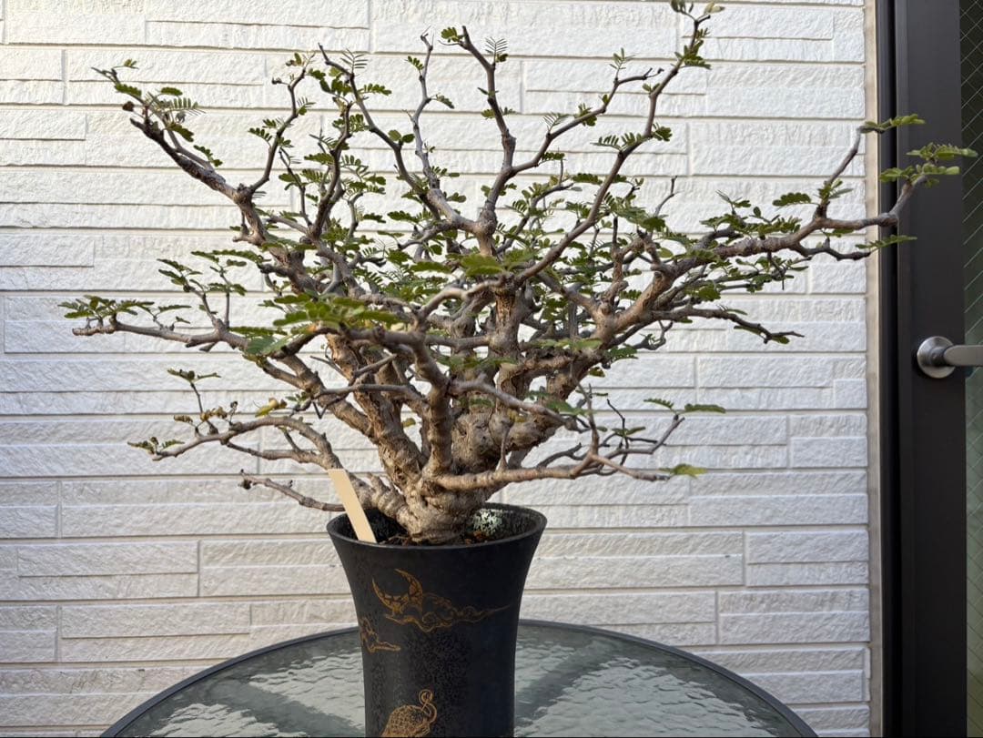 センナメリディオナリス