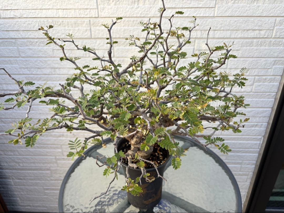 センナメリディオナリス