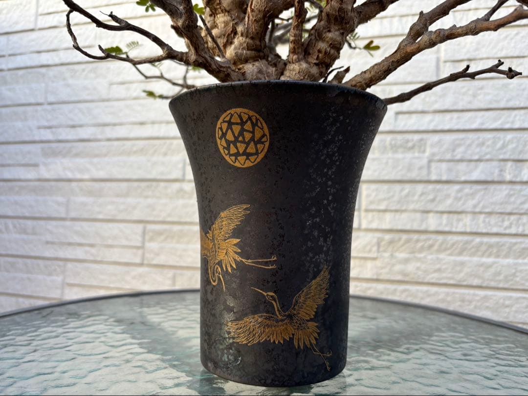 センナメリディオナリス