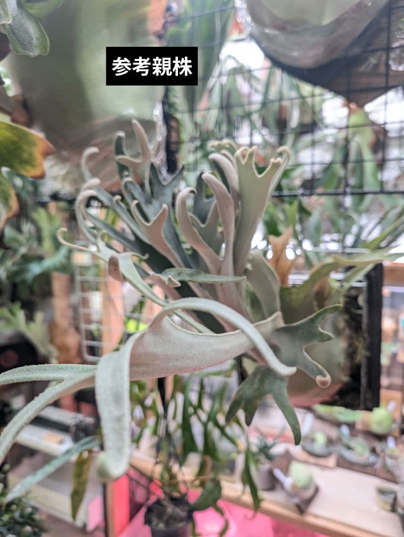 ビカクシダ ハクナマタタ ocPUP 1株のみ 現品) ビカクシダ 'ハクナマタタ' (pup) (No.41077) (ビカクシダ