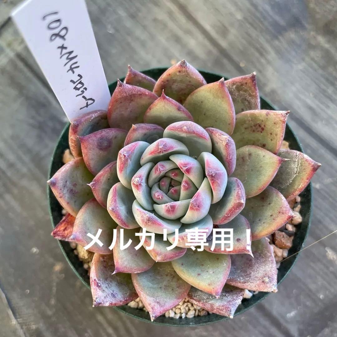 Mさん苗　108コロラータ×M4コロラータ 2026年最新】mさん苗コロラータの人気アイテム - メルカリ