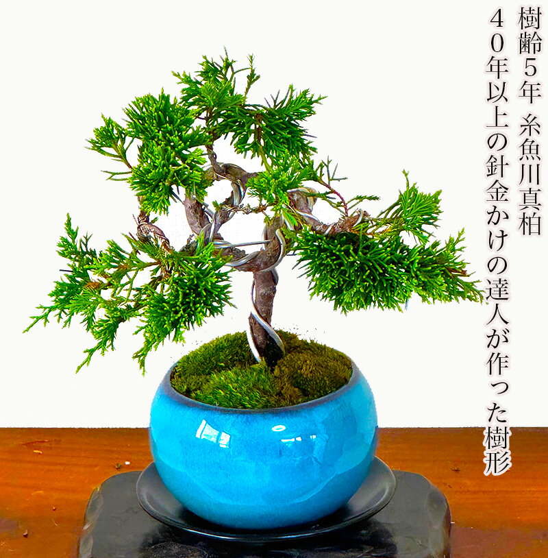 楽天市場】真柏（盆栽｜花・観葉植物）：花・ガーデン・DIYの通販