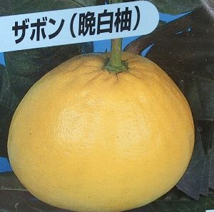 楽天市場】◇送料無料◇ 晩白柚 苗 【晩白柚 （ばんぺいゆ）】 3年生