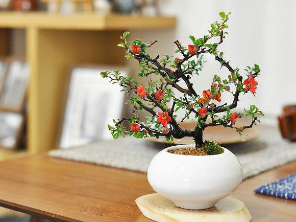 枝ぶりの良い長寿梅 赤花 万古焼 白和鉢の盆栽の販売｜盆栽妙 – 盆栽妙
