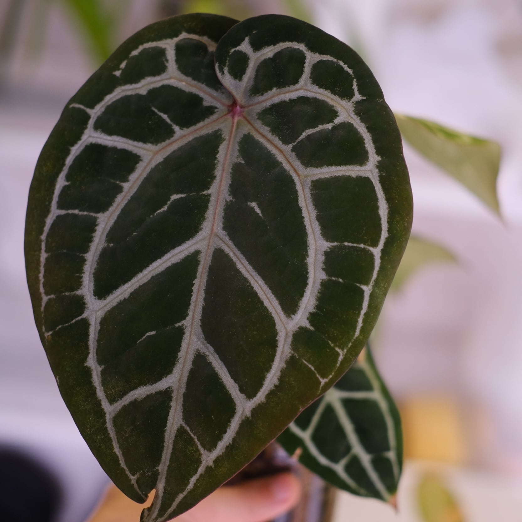 正規タグ】Anthurium 'Michelle' by DOC BLOCK│アンスリウム
