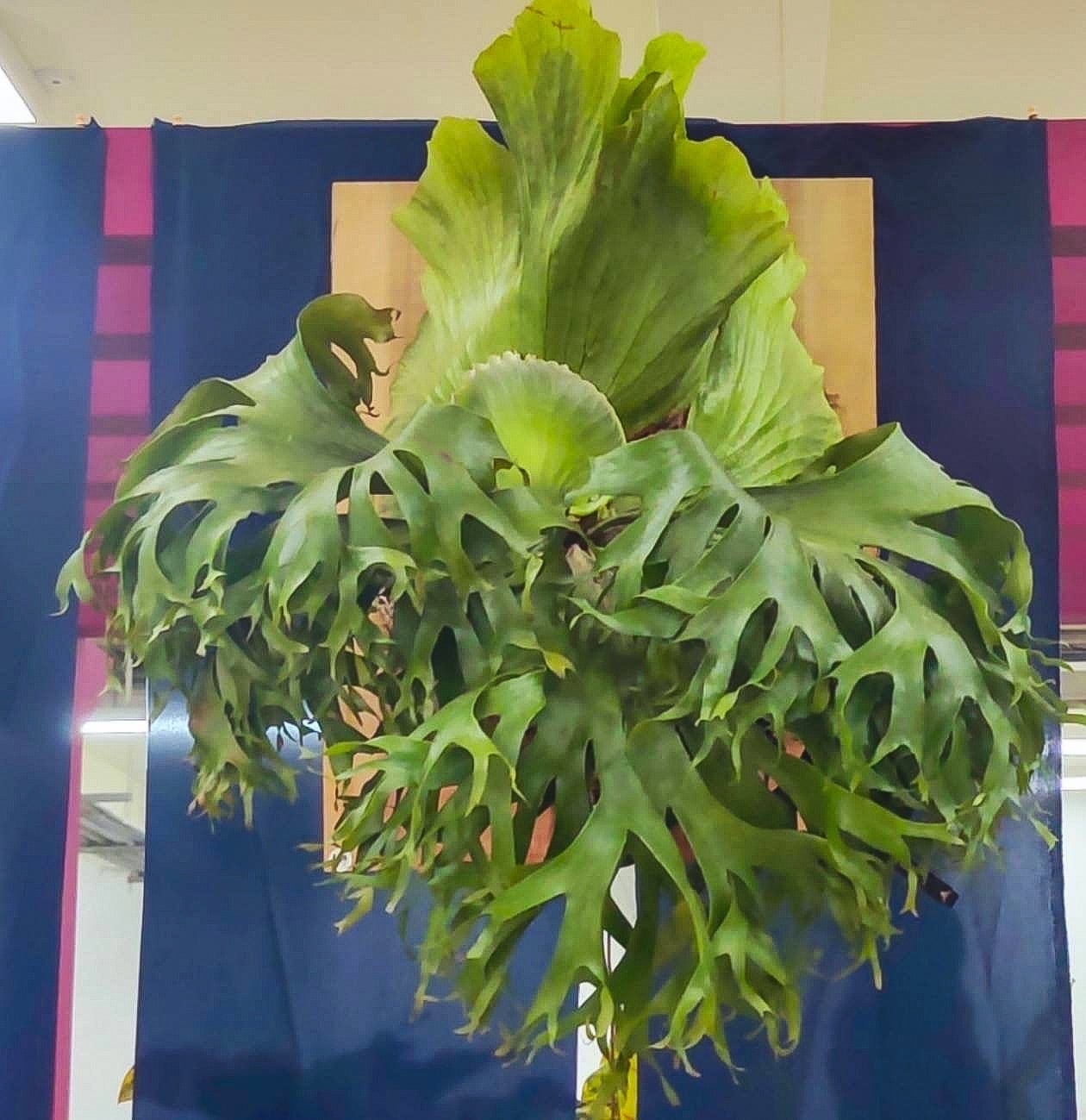 P. Flamenco (hillii x coronarium) | naturefix