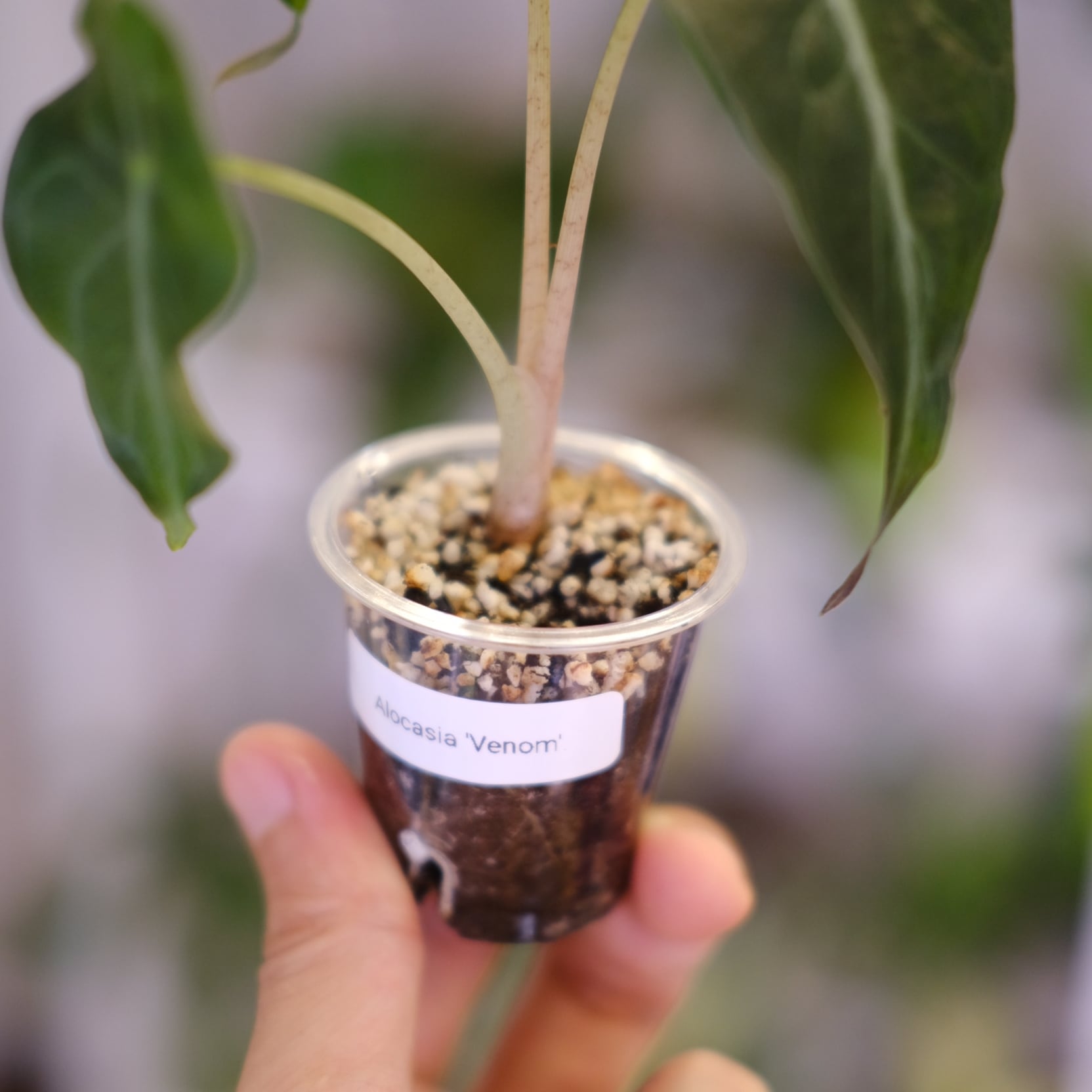 Alocasia 'Venom' / アロカシア・ヴェノム④ | 観葉植物 | tokyoplants