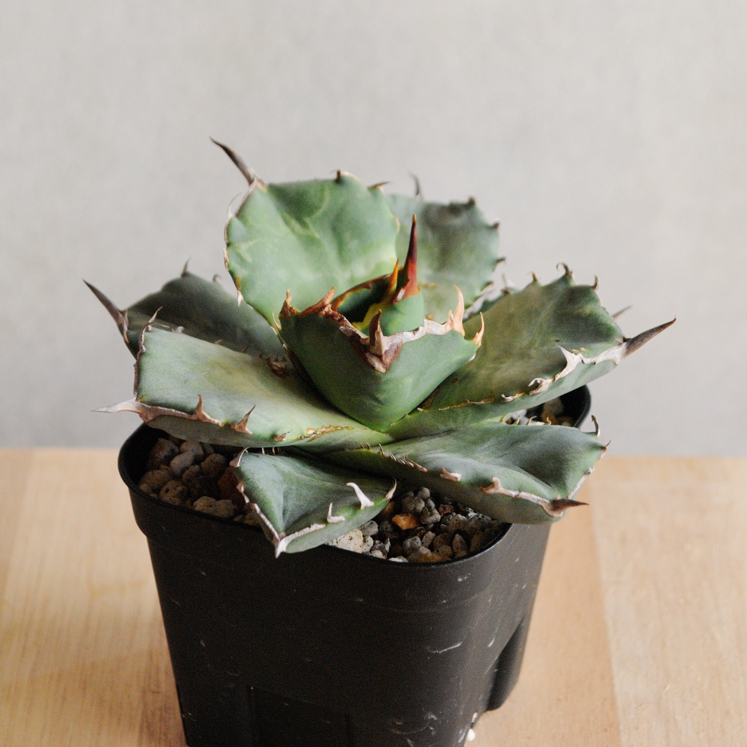 アガベ チタノタ FO-076 コンパクタ from GG | Agave Rocon