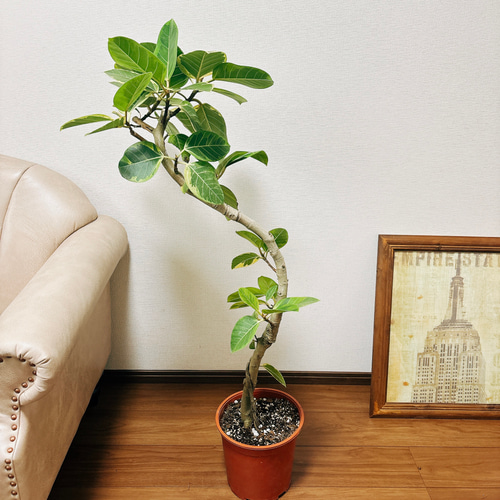 現品］4番 大人気！ フィカス アルテシマ 曲がり 8号 観葉植物 室内