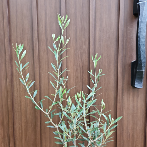 大きめ♪オリーブの木 エルグレコ スクエア型テラコッタ鉢植え 苗