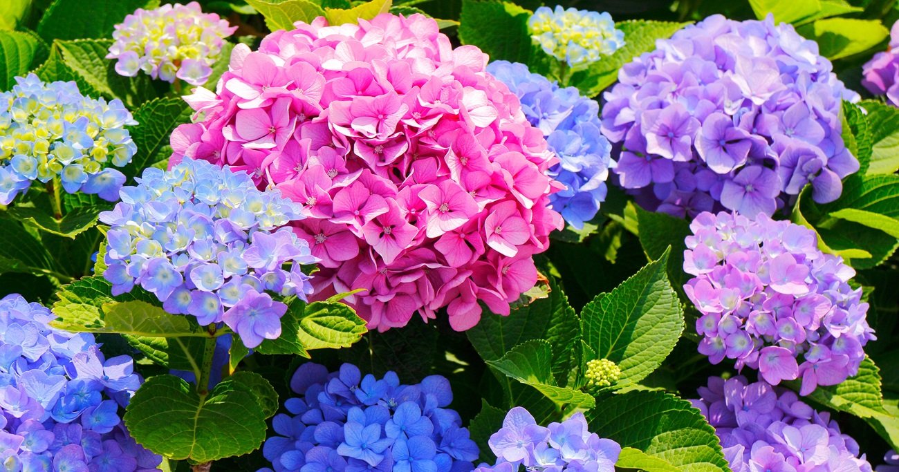 神様は見ている】梅雨の紫陽花が、まさか“あんなこと”に効くなんて