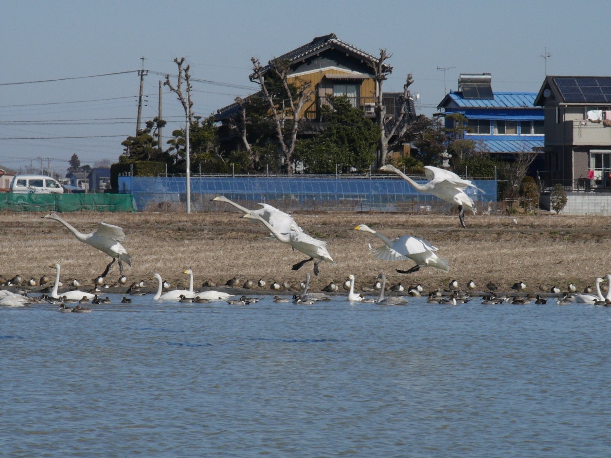 2026年 白鳥の郷 - 出発前に知っておくべきことすべて