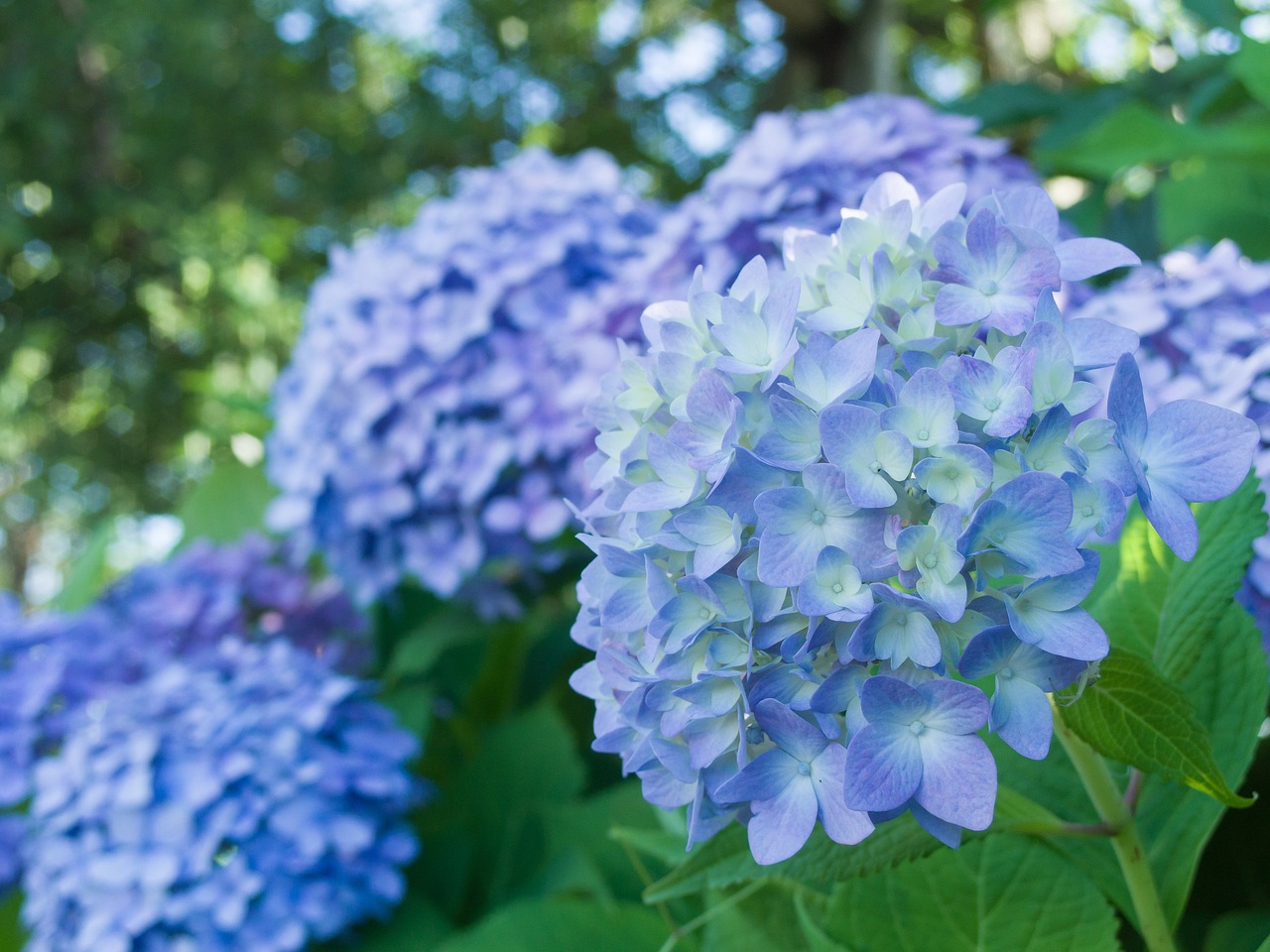 梅雨時に咲き誇る「紫陽花」。その英語表記とは？ ｜ ガジェット通信