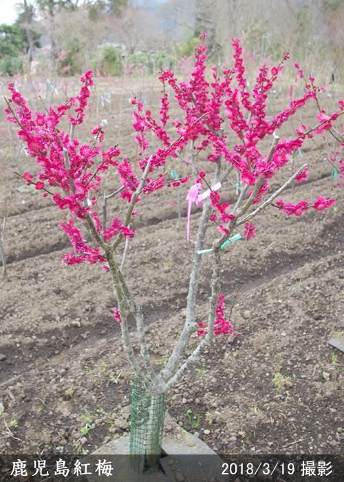 ハナウメ(花梅) 鹿児島紅梅(かごしまこうばい)地掘大苗 - 記念樹・果樹