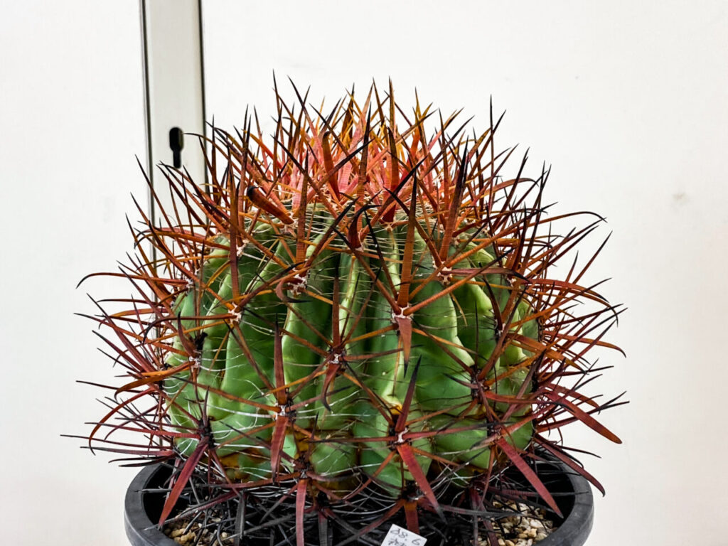 赤い棘が美しい！！フェロカクタス・神仙玉を植え替えたッ！！ | もす