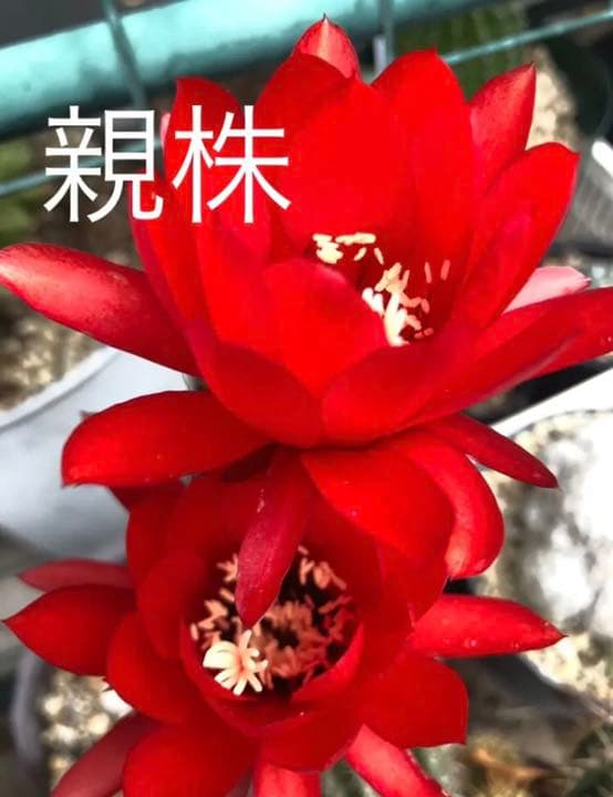 専用ページです！サボテン 美女丸♪抜き苗 楽天市場】サボテン ビジョマル（美女丸） セメント シリンダー型 陶器