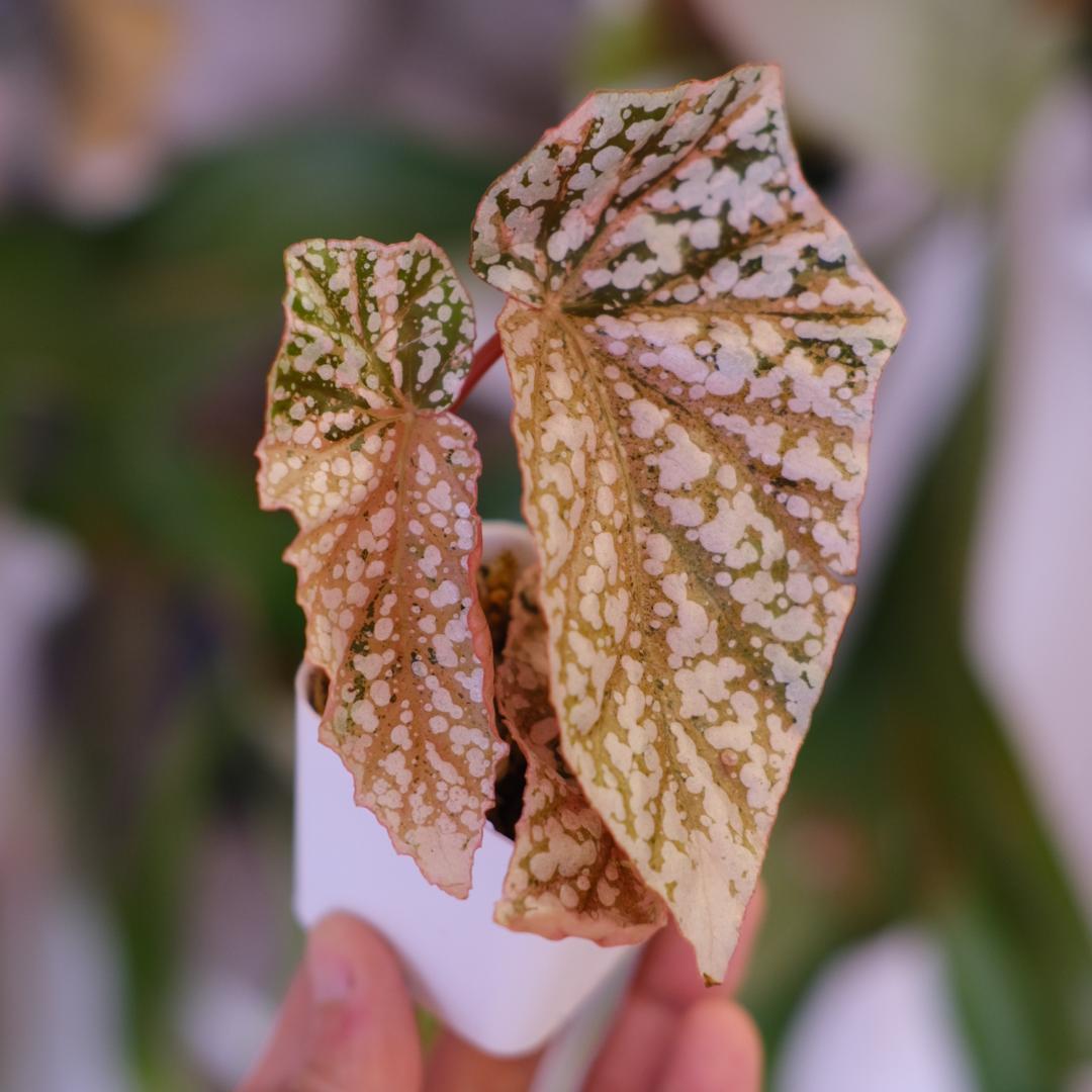 Begonia  Capped Variegata｜ベゴニア Begonia Snow capped Variegata | Rare plant | Studio Plants
