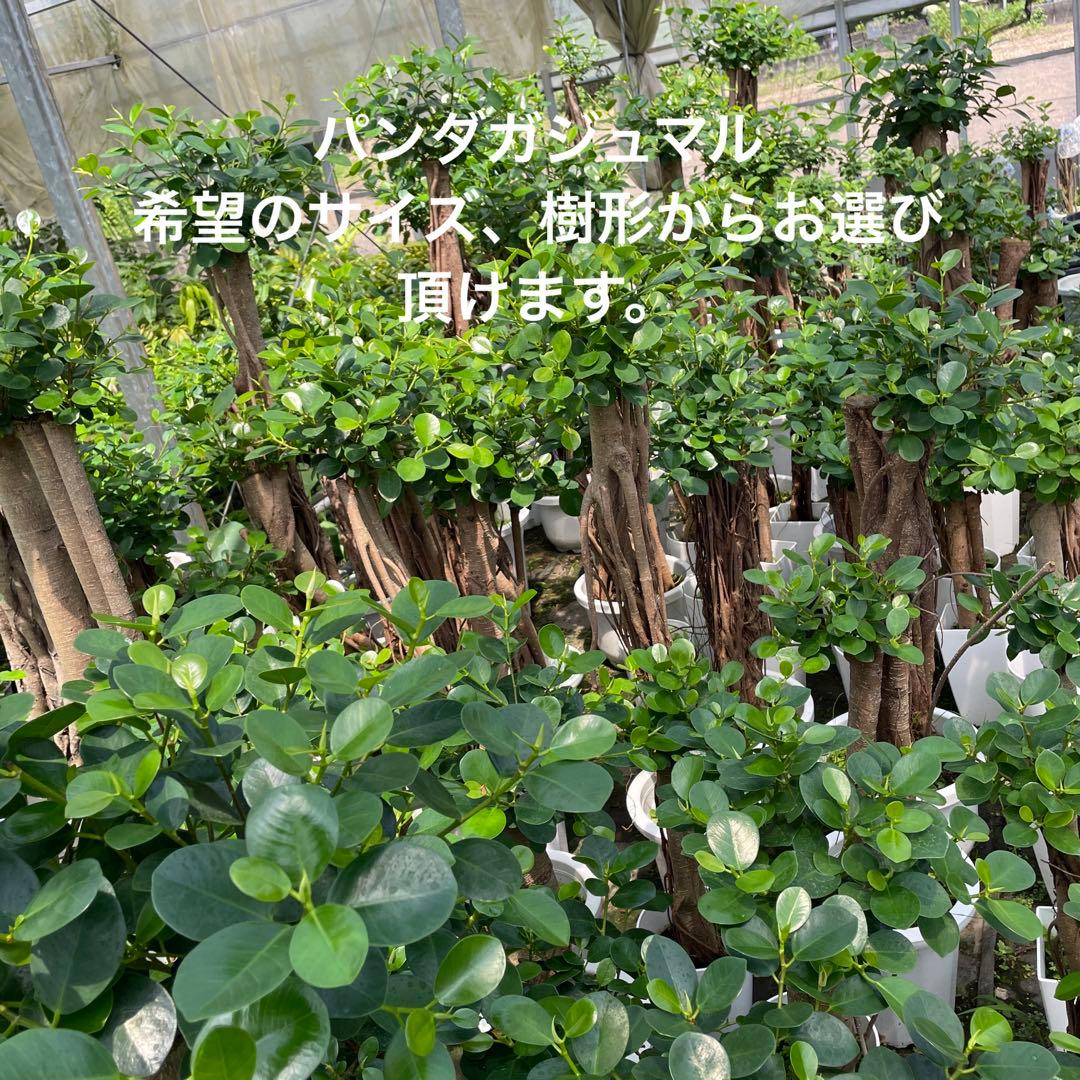 パンダガジュマル　ご希望の商品を選べます  ① 2026年1月中旬～発送【観葉植物】パンダガジュマル 75cm～85cm 前園